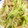 sayacook38's cooksnap of when they made セロリと玉ねぎのツナ炒め.