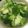 ☆清蔵☆'s cooksnap of when they made 簡単！ブロッコリーの中華風ペペロンチーノ.