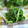 ぽっぽぺぺ's cooksnap of when they made 『ほうれん草の豆乳おひたし☆』.