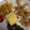クックZ8J4H4☆'s cooksnap of when they made 簡単！解凍するだけ！いんげん豆ごま和え.