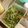 クックNMU2C1☆'s cooksnap of when they made もやしと水菜のナムル.
