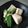 はるかっち１号's cooksnap of when they made 高野豆腐と絹さやの卵とじ.