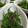 りりまめにゃ's cooksnap of when they made 産直農家の「大根の実(さや)」.