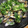 ttmkれんママ's cooksnap of when they made あさりの酒蒸し♪.