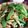 mahochan1's cooksnap of when they made ペペロン風炒め野菜☆.
