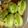 クック3ZM808☆'s cooksnap of when they made キャラ弁に☆そら豆星人☆.