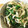 coto♪♪♪'s cooksnap of when they made もやしのゴマよごし.