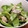 クックなみねこ's cooksnap of when they made 豚肉と絹さやのマヨマスタード炒め✩.