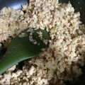 にゃおこ250's cooksnap of when they made 冷凍豆腐ＤＥコク旨そぼろ.