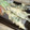 のり紀's cooksnap of when they made 香ばし*ししゃものおかか梅揚げ.