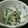 あっぷる147's cooksnap of when they made 三つ葉の白和え.