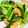 riea1130's cooksnap of when they made アスパラと青菜のエビ炒め.
