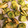 ゆーーあママ's cooksnap of when they made そらまめの素揚げ.