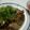クックN85D6S☆'s cooksnap of when they made 柔らかジューシー！ポリ袋でしょうが焼き！.