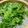 バーディーバード's cooksnap of when they made しらすの土鍋ご飯.