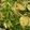 クック1QUBWN☆'s cooksnap of when they made 豆苗ともやしたちのサッパリ和え.