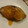 ☆baobab☆'s cooksnap of when they made 漬けこまずに簡単！鰆の西京焼き.