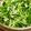 ぶたたろう's cooksnap of when they made 簡単☆豆苗ともやしのナムル.