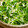 ぶたたろう's cooksnap of when they made 簡単☆豆苗ともやしのナムル.