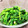 れかさん's cooksnap of when they made 簡単 あぶら菜のからしあえ.