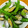 やこご's cooksnap of when they made 簡単❗️浅利ととスナップエンドウの酒蒸し.