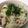 幸◯妻（◉ω◉✳︎）'s cooksnap of when they made ふきで混ぜご飯.