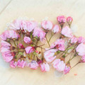 Bonesets's cooksnap of when they made 農園レシピ・さくらの花の塩漬けつくろ♪.