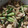 mesoco's cooksnap of when they made 我が家のささみきゅうり♪.