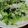 numami's cooksnap of when they made 簡単！レタスサラダ ♫.