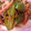 coopie516's cooksnap of when they made 万願寺とうがらし（甘長とうがらし）とじゃこの炒め物.