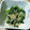 万里愛's cooksnap of when they made ★ほうれん草としらすのおかか炒め★.