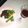 k☆kazumi's cooksnap of when they made スペアリブのBBQ（特製ダレ）.