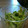 ＼ちゃすけだよ／'s cooksnap of when they made きぬさやのごまあえ.