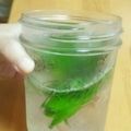 rongload's cooksnap of when they made きゅうりとシソのデトックスウォーター✨.
