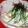 〜みみ〜's cooksnap of when they made 三つ葉と蒲鉾のマヨ和え.