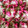 307号室's cooksnap of when they made 桜の花の塩漬け.