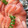 ぴのっちです's cooksnap of when they made 長ねぎの青いところを活用☆緑のくるくる.