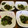 ジョングレ's cooksnap of when they made 故郷の味☆きゅうりとみょうがの酢の物.