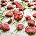 tommmi's cooksnap of when they made 八重桜＊塩漬け＊鮮やかなピンク.