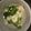 ★くまた★☆'s cooksnap of when they made 思い出たっぷり♪ホウレン草の白和え♪.