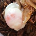 yone_emi's cooksnap of when they made 温泉卵.