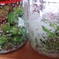 ふぁんたにゃん's cooksnap of when they made カリカリ小梅.