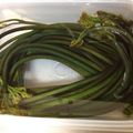 春風★★★★★'s cooksnap of when they made 【簡単失敗なし】重曹でワラビのアク抜き.