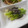 kana叶's cooksnap of when they made ミョウガ竹のゴマ和え.
