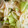 クックMAB152☆'s cooksnap of when they made キャベツとえのきの柚子胡椒炒め.