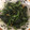 ルナＰボール's cooksnap of when they made すぼらな私のほうれん草のおひたし.