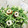 いちごトトロいちご's cooksnap of when they made 大根とみず菜とちくわのワサビマヨ.