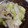 w_moon's cooksnap of when they made 豚肉とキャベツとエリンギのぽん酢和え.