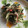 クックX9GUEX☆'s cooksnap of when they made 簡単!!水菜としめじのマヨポン和え.
