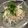 クックS8HLR7☆'s cooksnap of when they made 簡単サッパリ！大根のツナぽんサラダ☆.